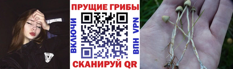 Галлюциногенные грибы Magic Shrooms  наркота  Великие Луки 